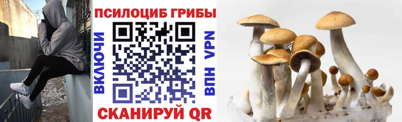мега как войти  Омск  Псилоцибиновые грибы Psilocybe 